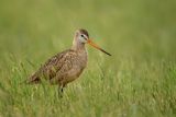 Marbled Godwit