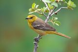 Hooded Oriole