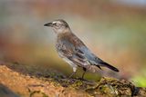 Rusty Blackbird