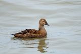 King Eider