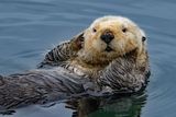 Southern Sea Otter
