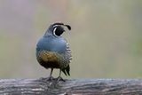 California Quail