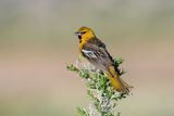 Bullocks Oriole
