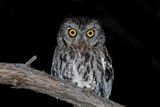 Whiskered Screech-Owl 