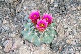 Desert Valley Fishhook Cactus