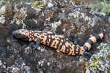 Banded Gila Monster