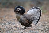 Ruffed Grouse