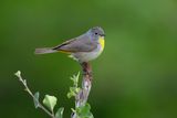  Virginias Warbler
