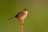 Sedge Wren