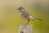 Sage Thrasher