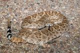 Western Diamond-backed Rattlesnake