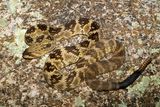 Western Black-tailed Rattlesnake