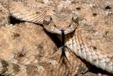 Sonoran Sidewinder