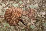 Tiger Rattlesnake