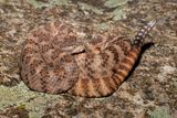 Tiger Rattlesnake