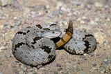 Banded Rock Rattlesnake