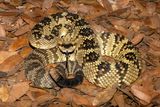 Western Black-tailed Rattlesnake
