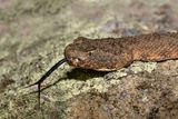 Tiger Rattlesnake