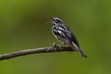 Black-and-white Warbler