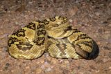 Western Black-tailed Rattlesnake