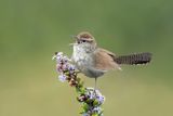 Bewicks Wren