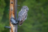 Great Gray Owl