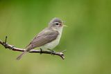Warbling Vireo