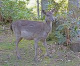Fallow Deer