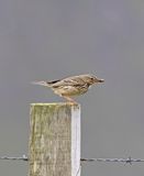 Meadow Pipit