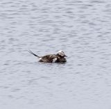Long-tailed Duck