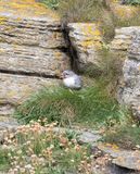 Arctic Tern