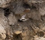 Sand Martin