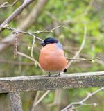Bullfinch