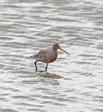 Black-tailed Godwit