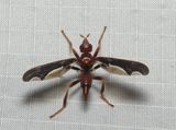 Fly