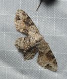 Scoopwing Moth - <i>Callizzia</i>
