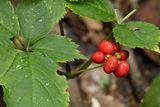 American ginseng (Panax quinquefolius)