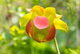 Pitcher Plant (Sarracenia purpurea)