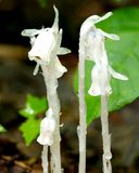 Ghost pipe (Monotropa uniflora)