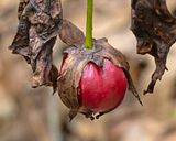 Mayapple Fruit (Podophyllum peltatum)