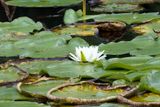 Common Water Lily (Nymphaea odorata)