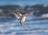 Purple Sandpiper