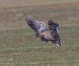 Pink-footed Goose