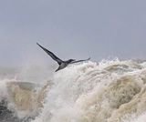 Gannet (1st w)