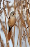 Bearded Tit