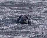 Grey Seal