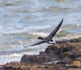 Pale-bellied Brent