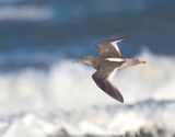 Redshank