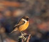 Stonechat