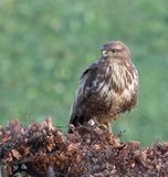 Buzzard